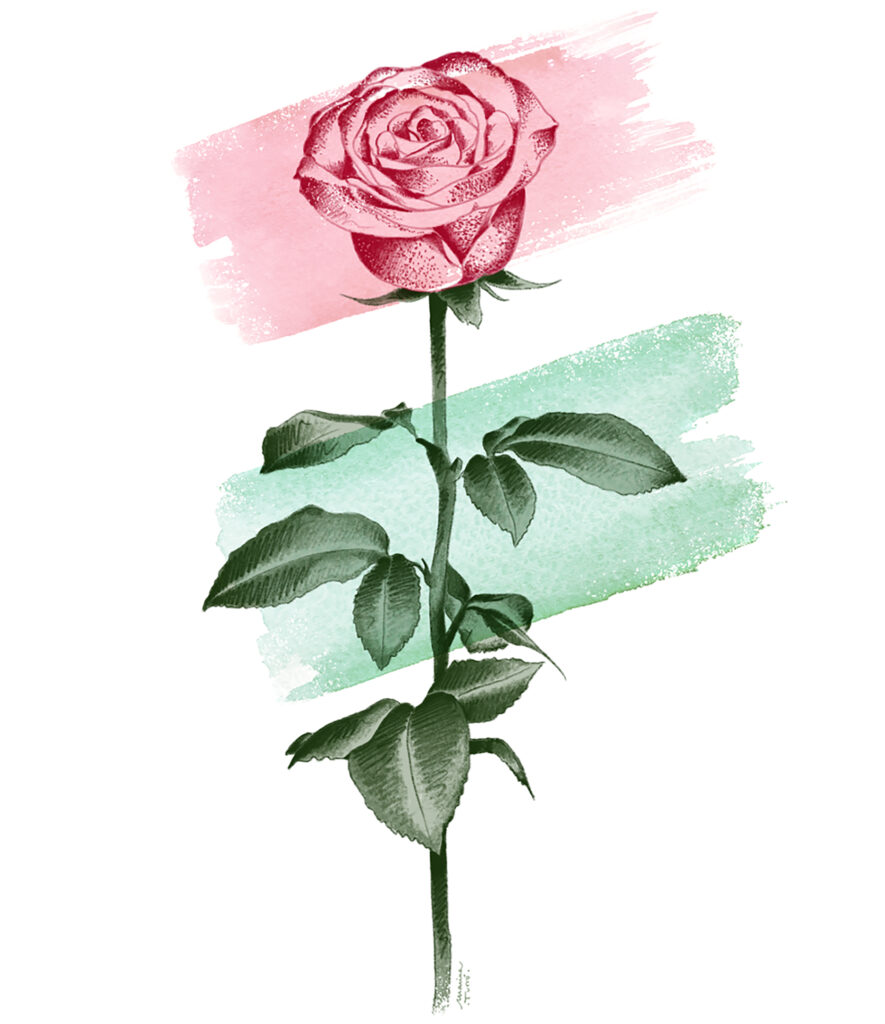 StJordiRosa©MTurro