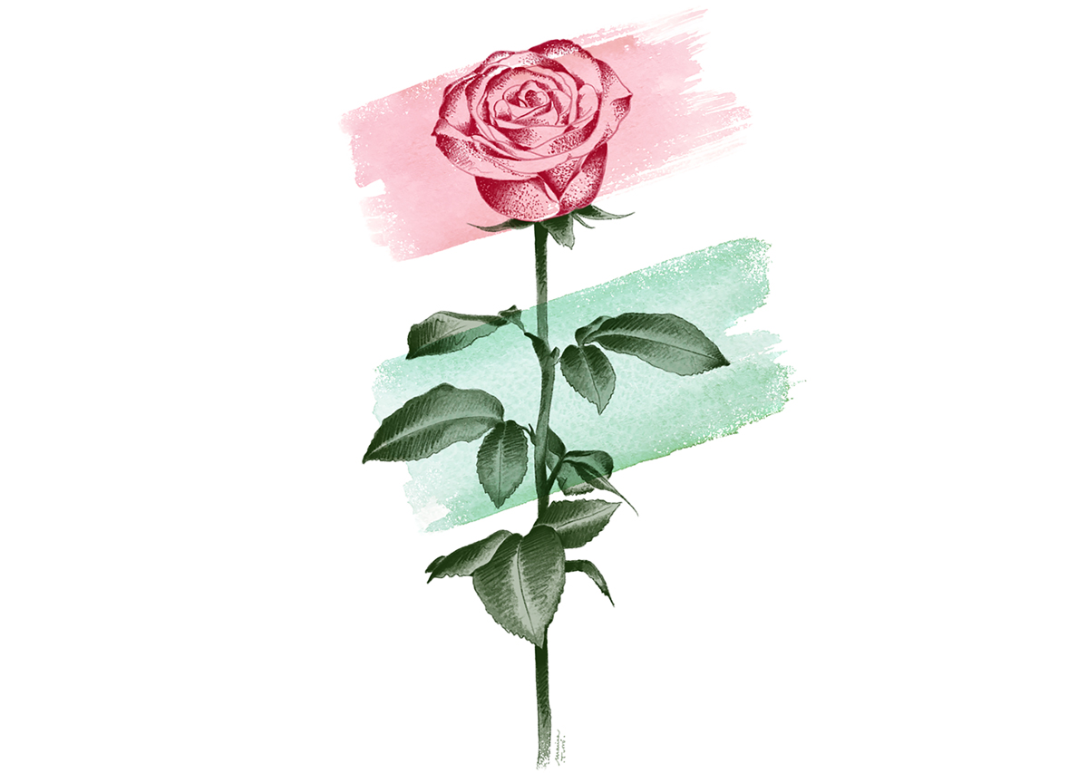 StJordiRosa©MTurro